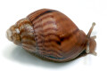 Lissachatina immaculata ssp. Mozambique juvenil, 25mm